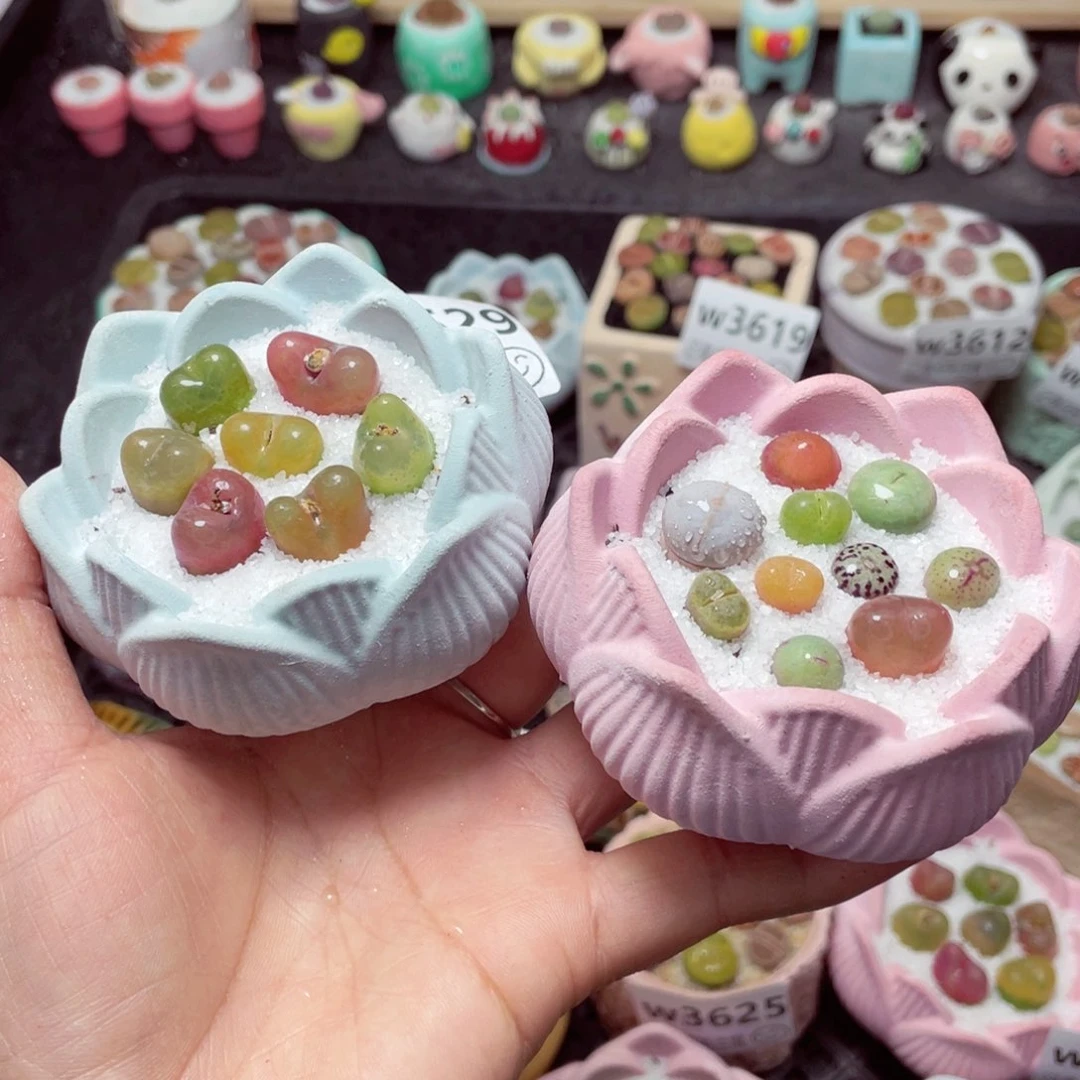 w3629 带盆土发货-零下地区拍保温箱