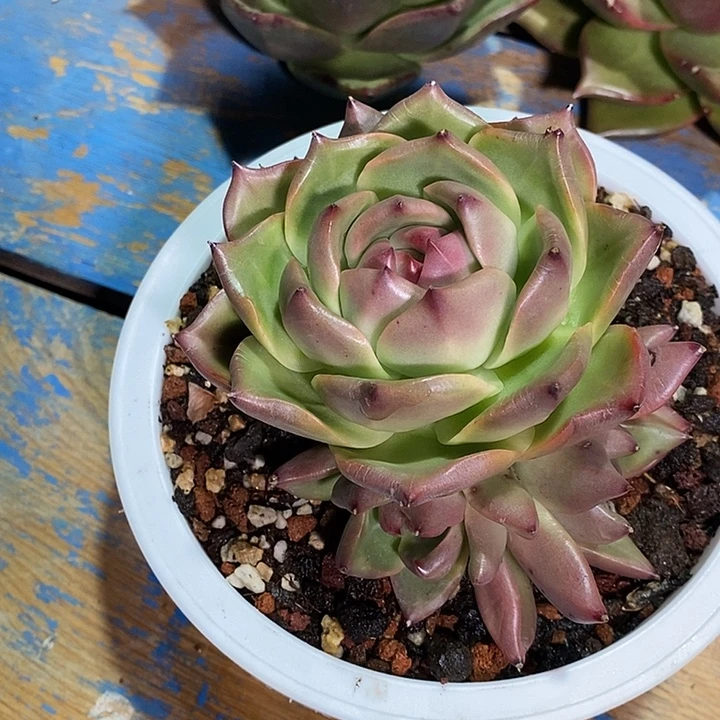 快***囚福利大漏8