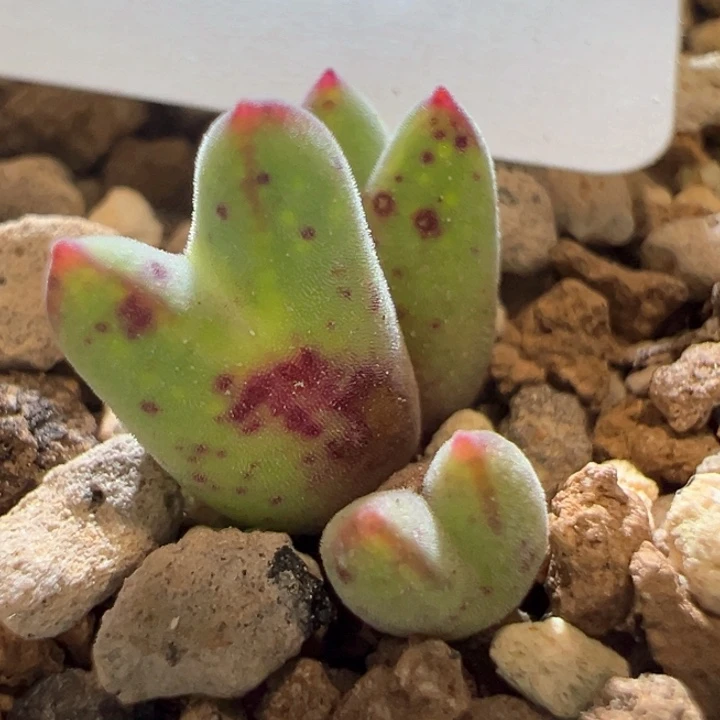 386。 优选红边985烟熏猪蹄