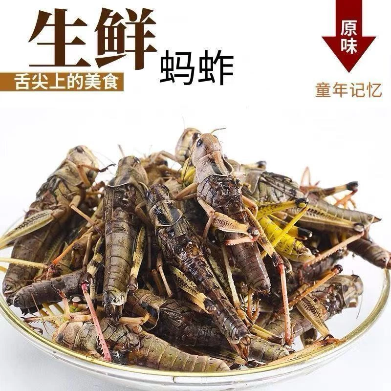 新鲜纯母去翅带籽东亚飞蝗蚱蜢活体速冻食用昆虫