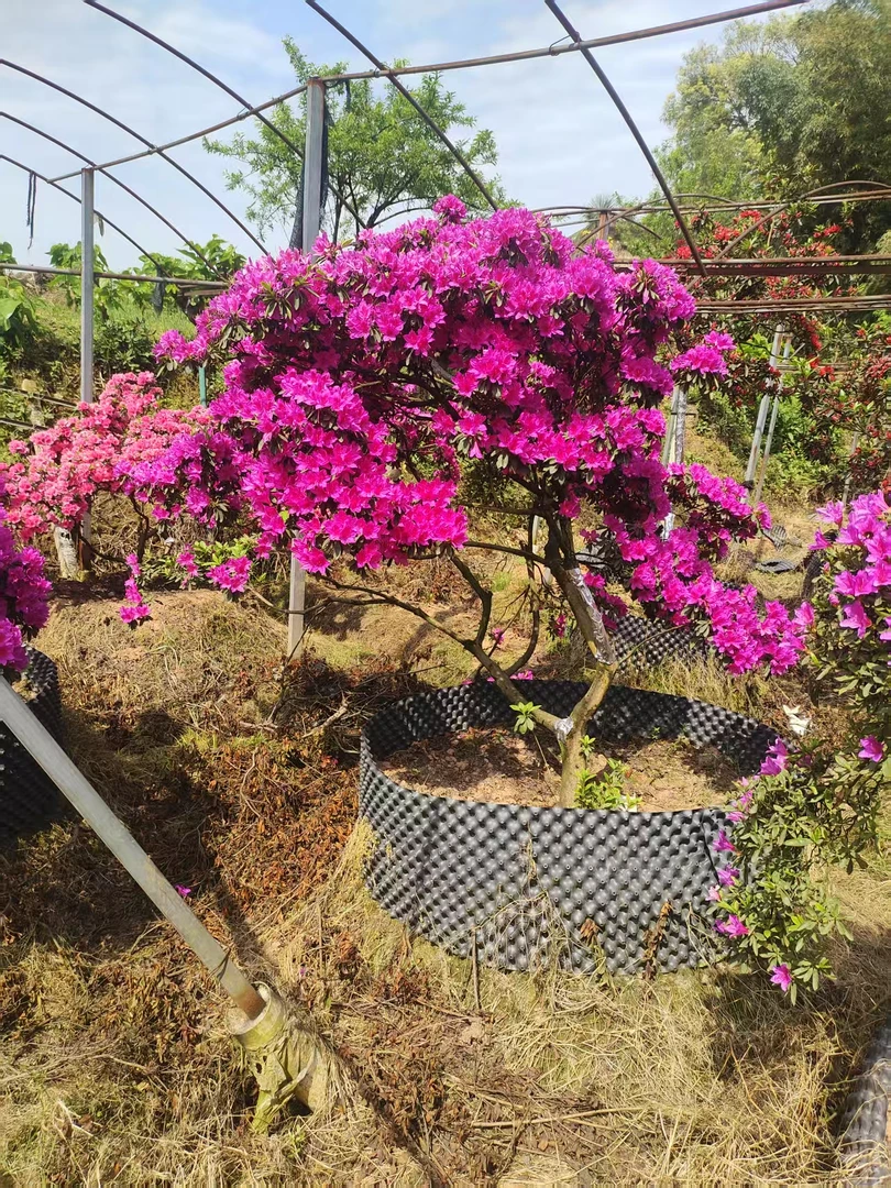 杜鹃花原生异形树（一物一拍）室内外好养花卉