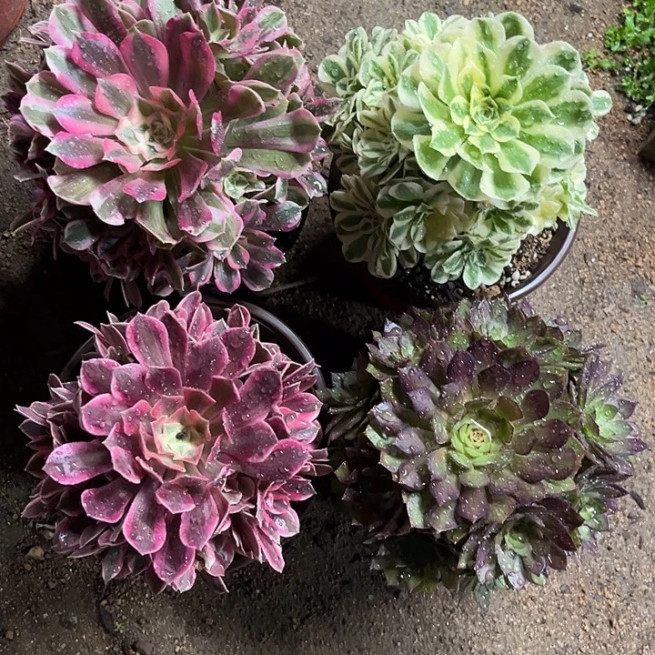 多肉植物组合锦…………