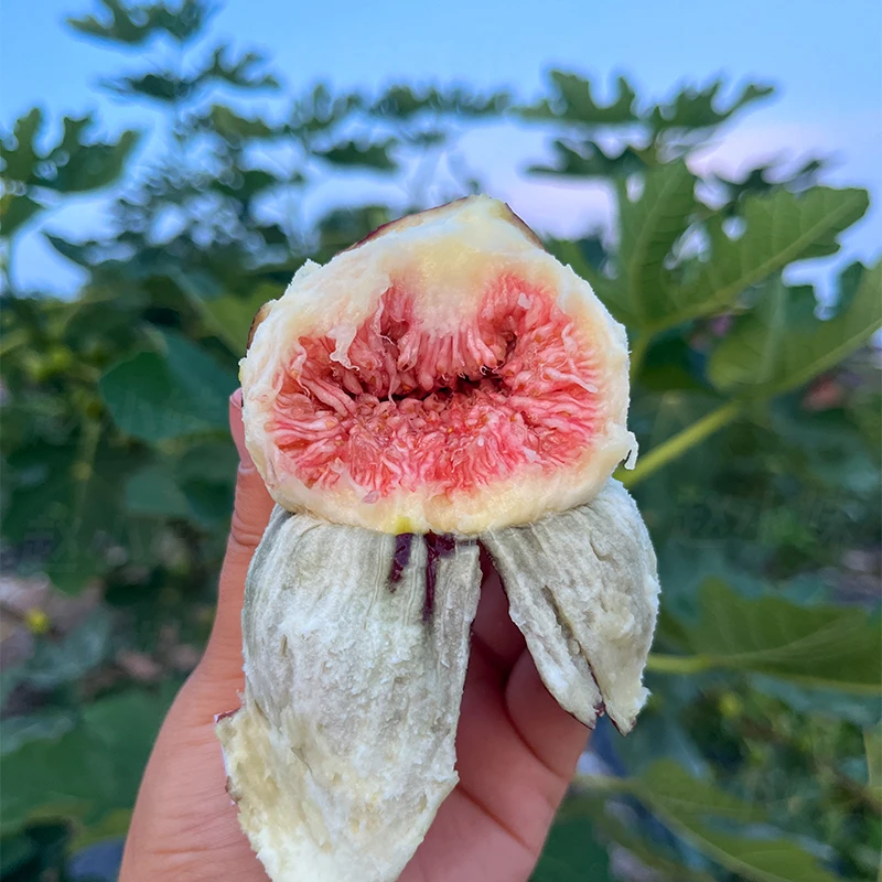 【顺丰包邮】无花果鲜果新鲜整箱红皮无花果孕妇水果当季紫皮无花果