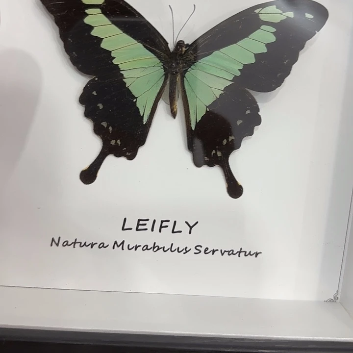 》***《蝴蝶标本定制248@