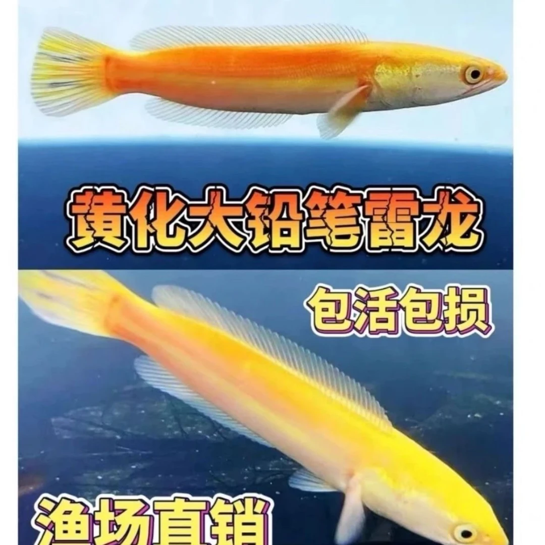 大型黄化铅笔雷龙鱼活体观赏凶猛肉食性热带造景焦点鱼