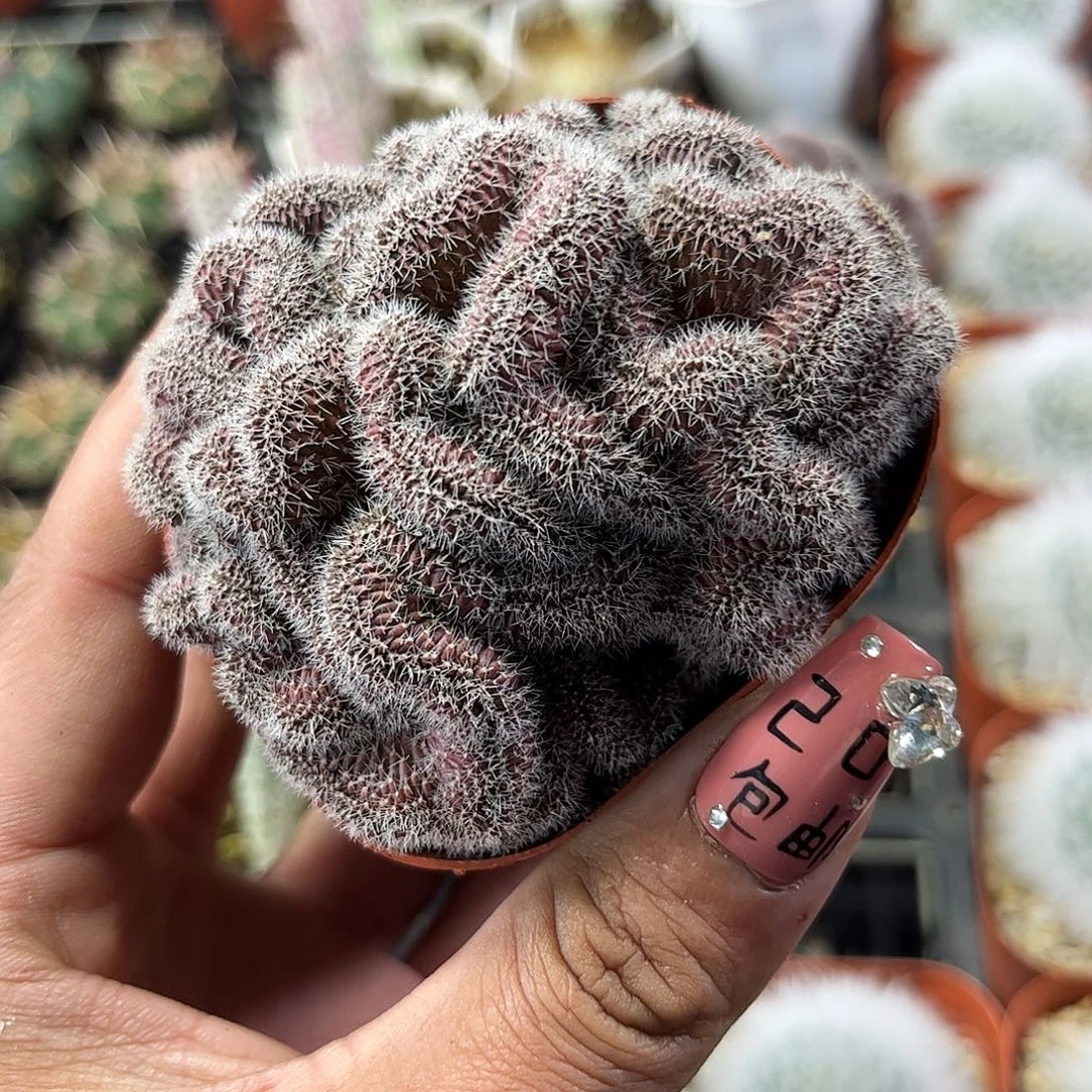 紫彩草缀化单头发货