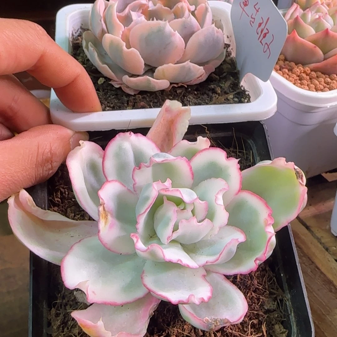 养****子草台班子 多肉植物