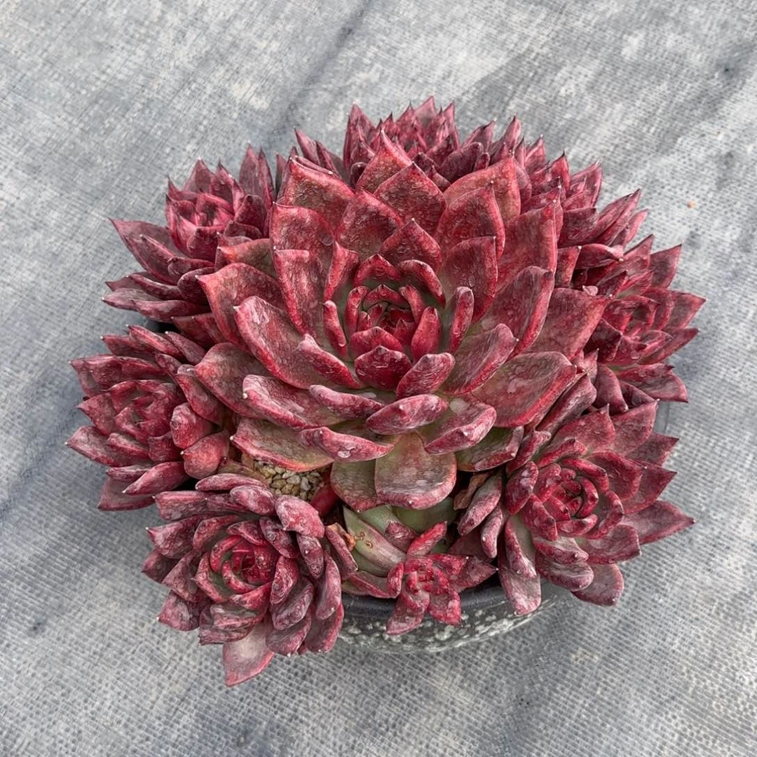 一物一拍喜欢下单