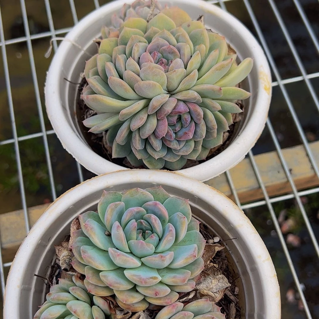 秘镜冰珀双头两盆多肉