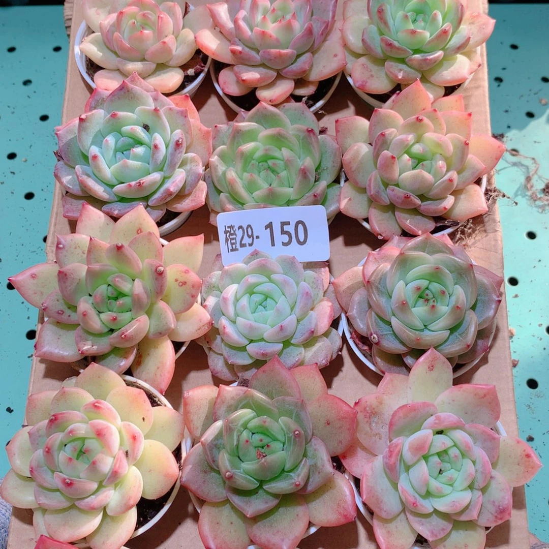 29-150一物一拍多肉带盆18颗