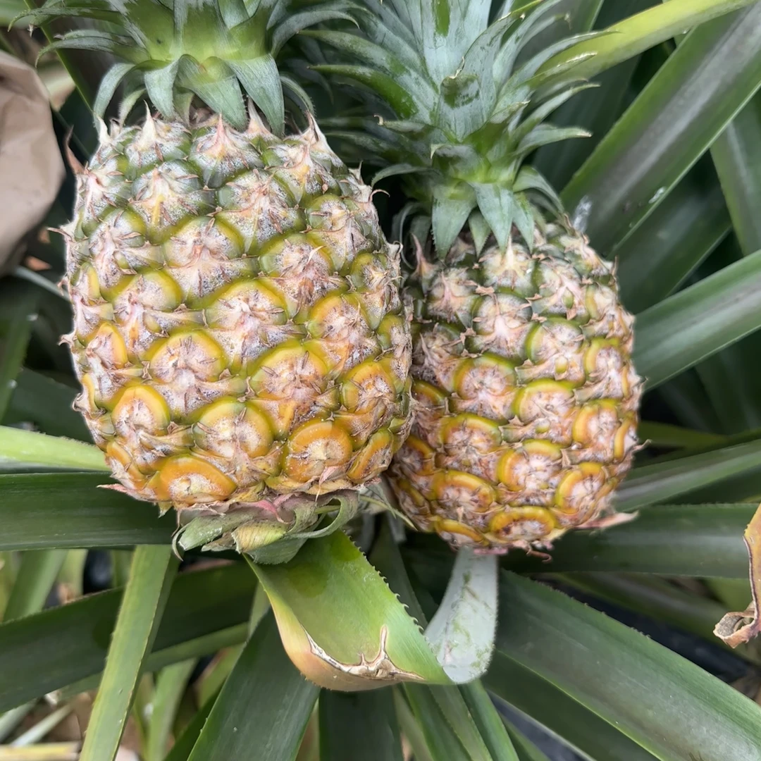 顺丰/京东海南树上熟金钻凤梨4-6斤 2-3个装酸甜 新鲜热带水果