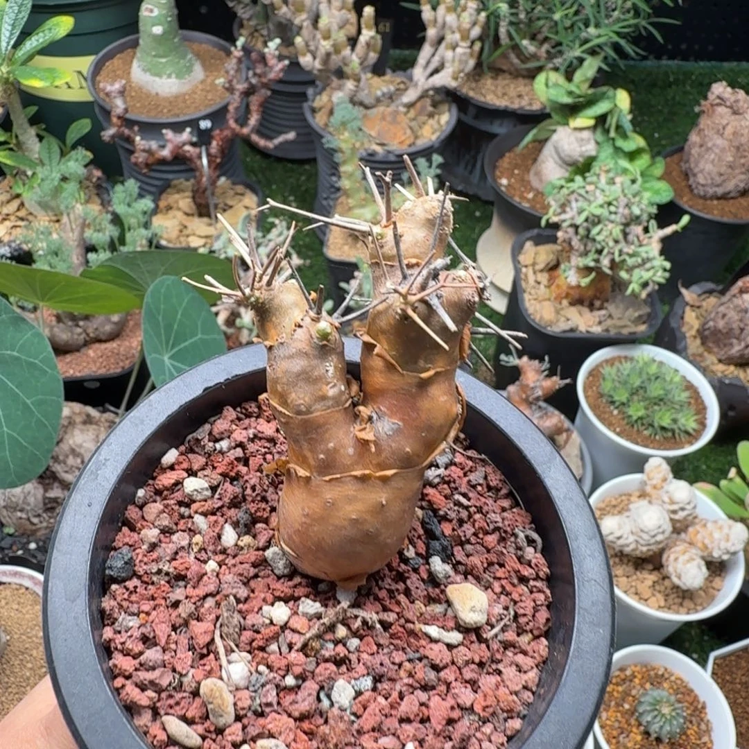 刺烛厚墩菊485仙人掌