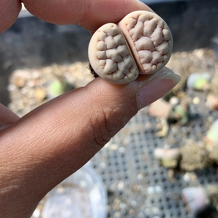 B272多肉植物保护