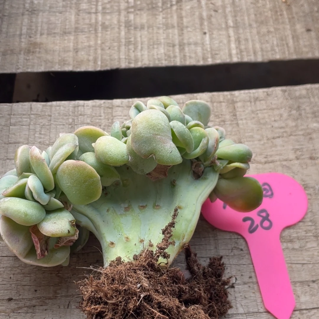 太***阳可爱玫瑰缀化底切太阳