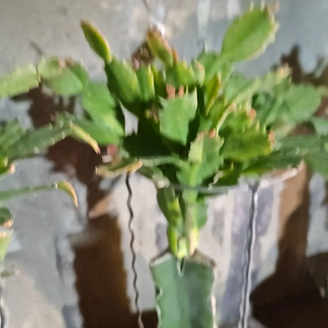 036金黄重瓣脱土脱盆易掉芽苞564