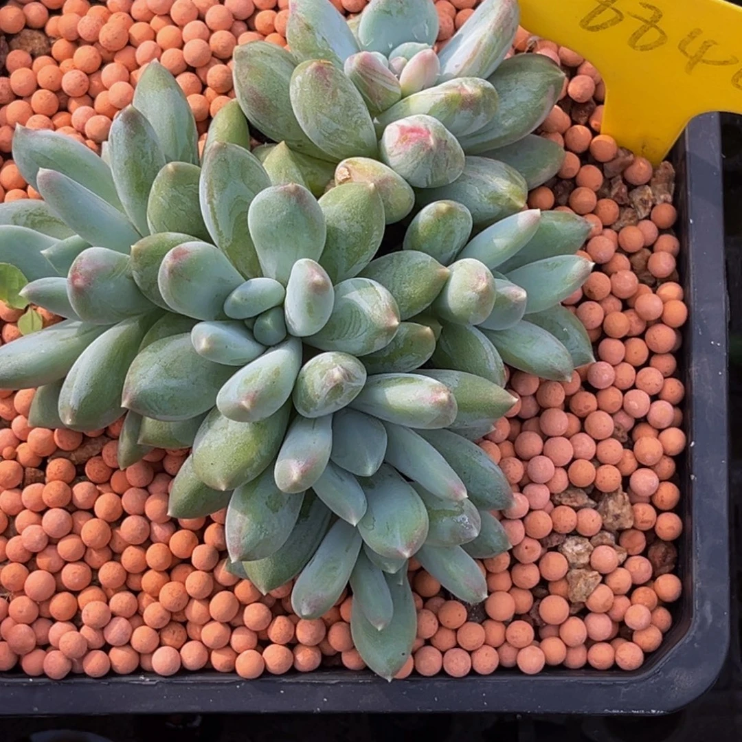小***伴6846号早上多肉植物了，