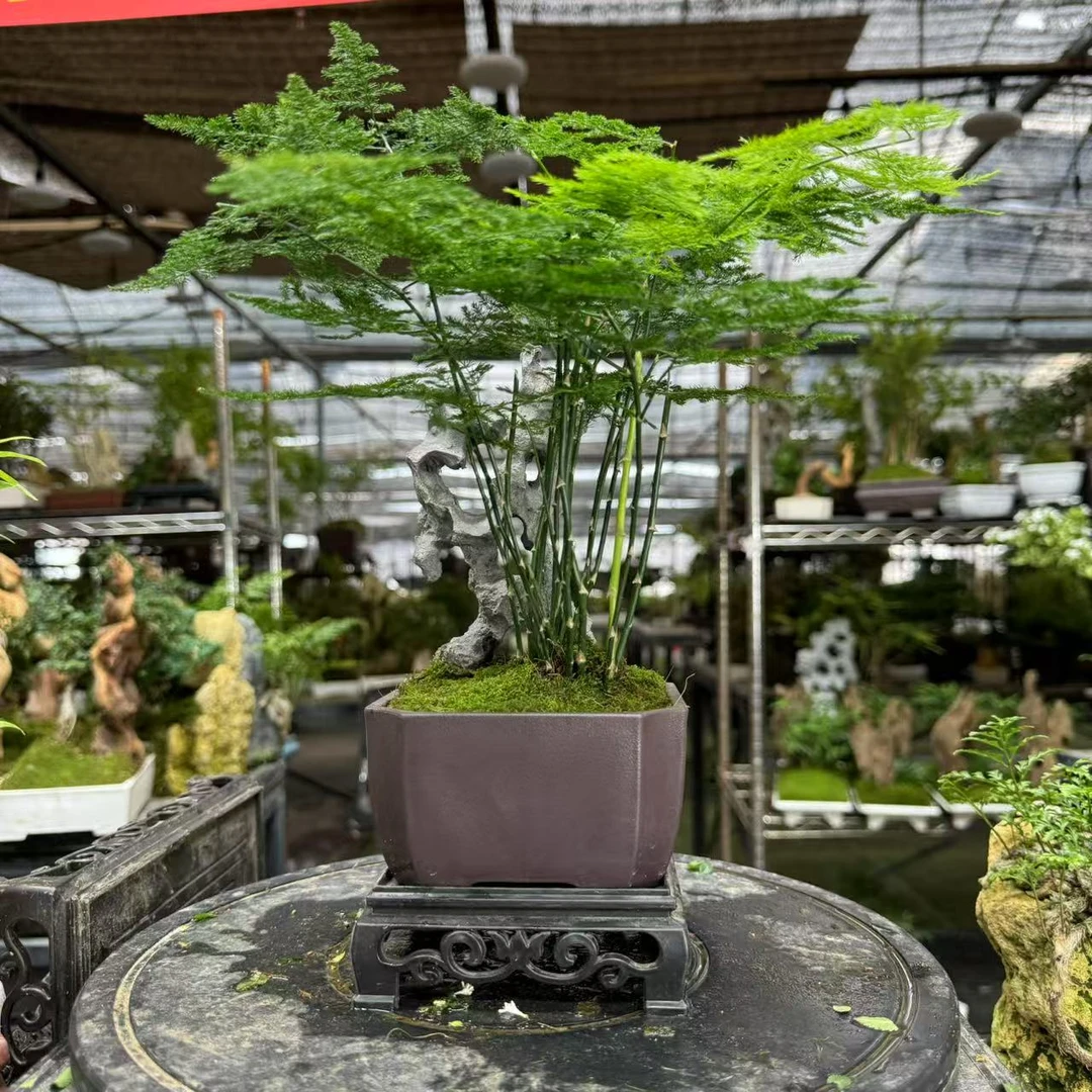 山有品绿植售后植物补发链接