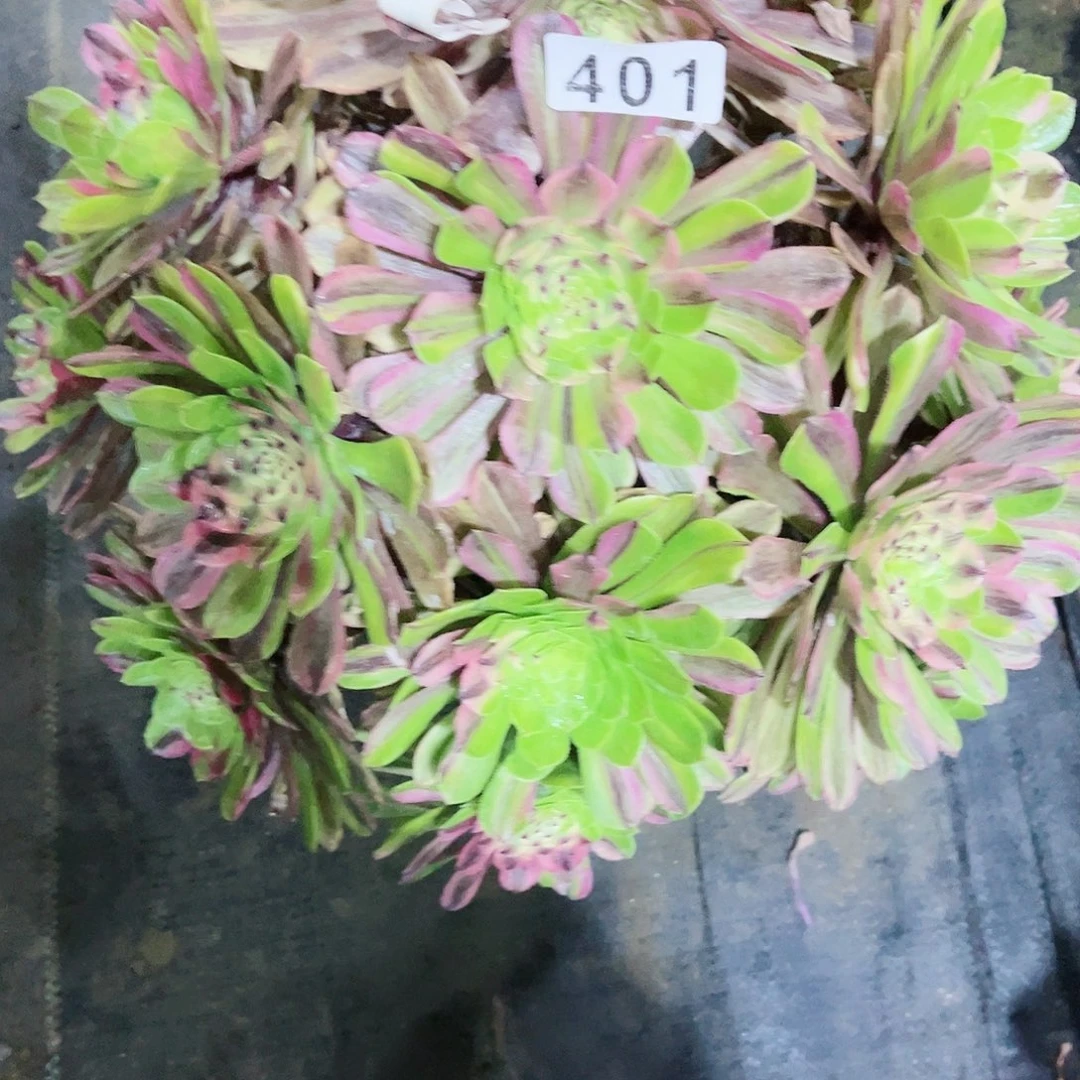 【闪购商品】粉黛401有下批多肉
