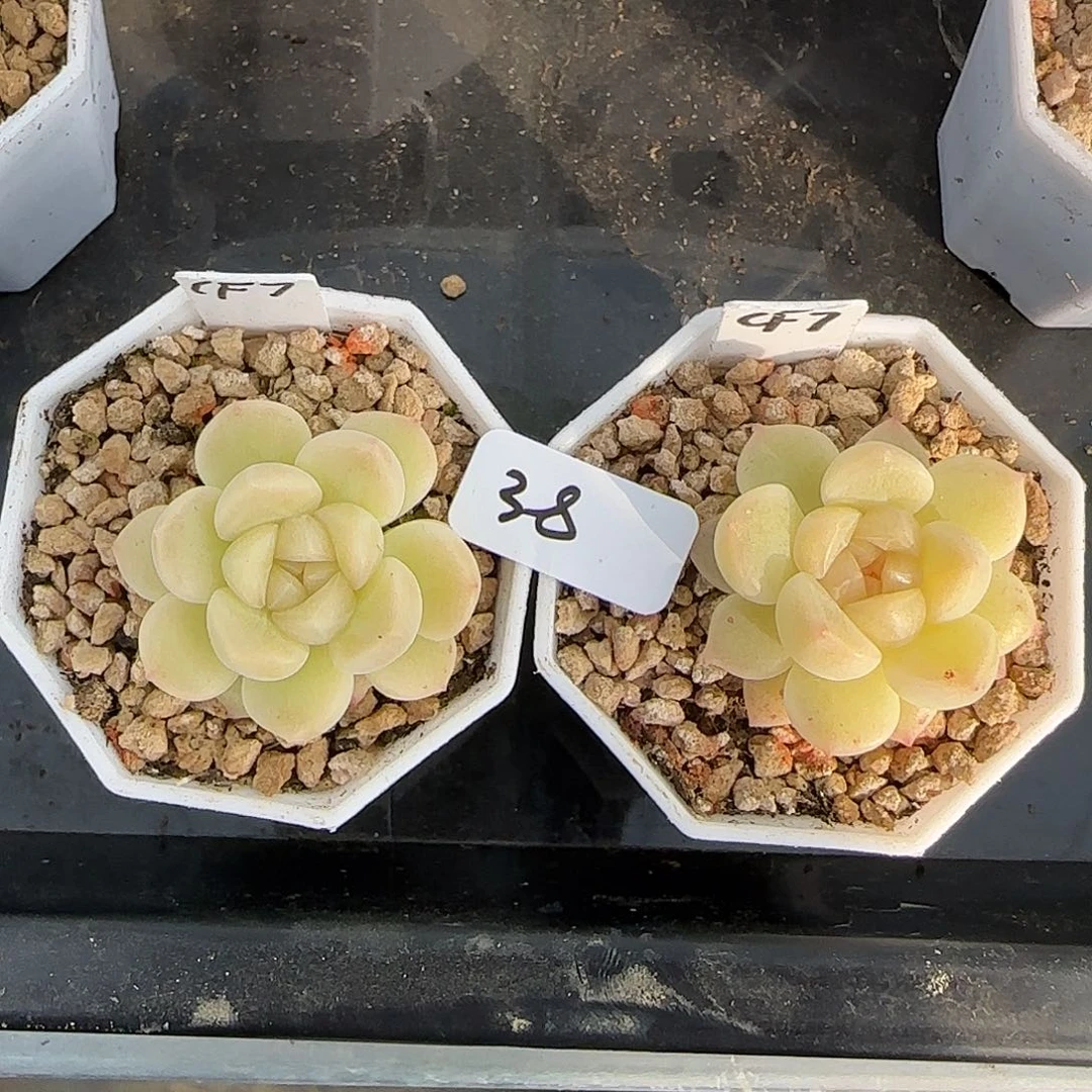 38福利财富密码CF7单头随机发货