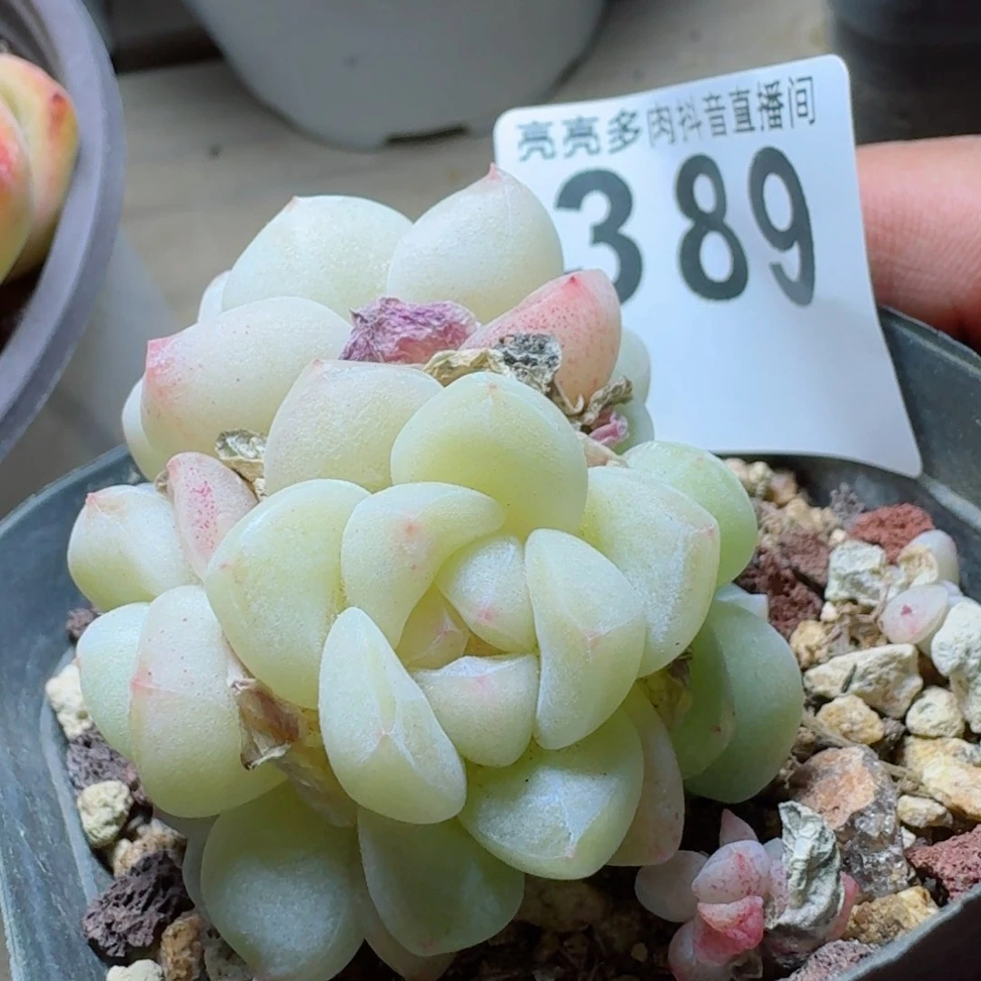 冰玉群生         多肉植物