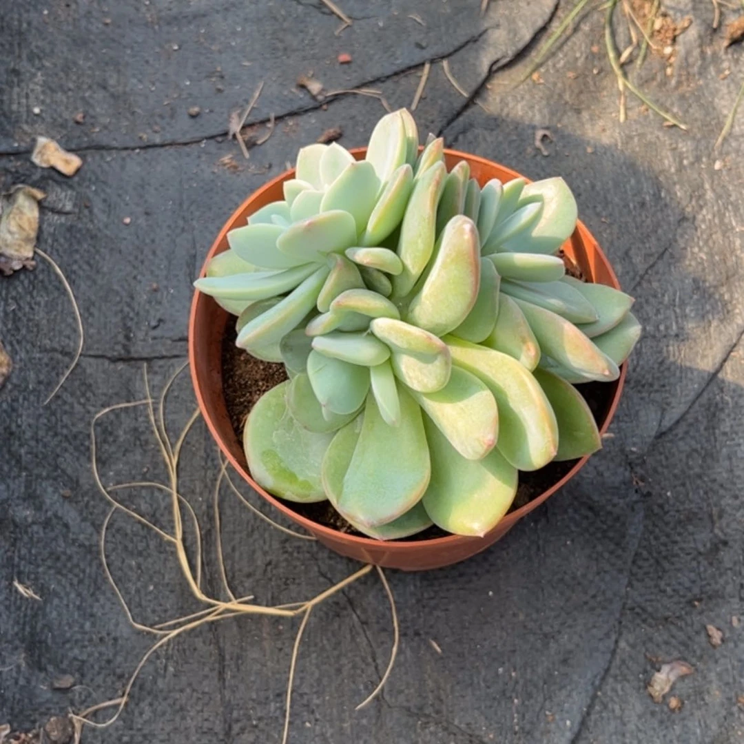 【闪购商品】无花朵平****福