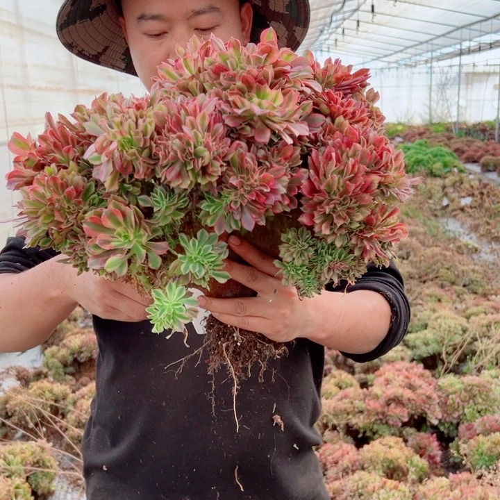 周***萍红袖醉话77号多肉法师