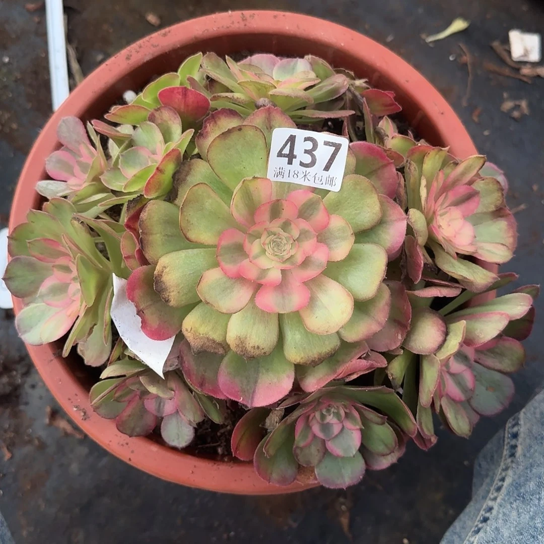 437荔枝捧花福利发货