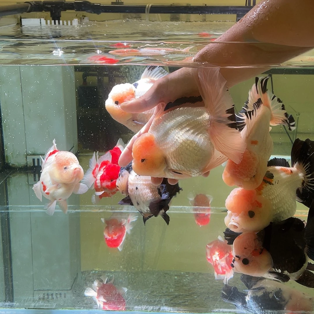 海水鱼原泰玛丽京东到付