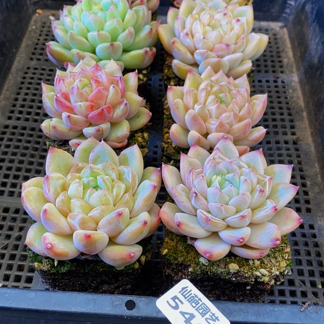 M****i546多肉植物保护研究所所长的