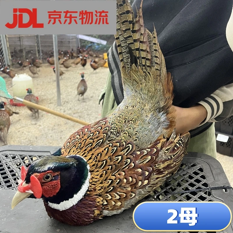 吃五谷杂粮散养七彩山鸡新鲜现杀冷链京东包邮