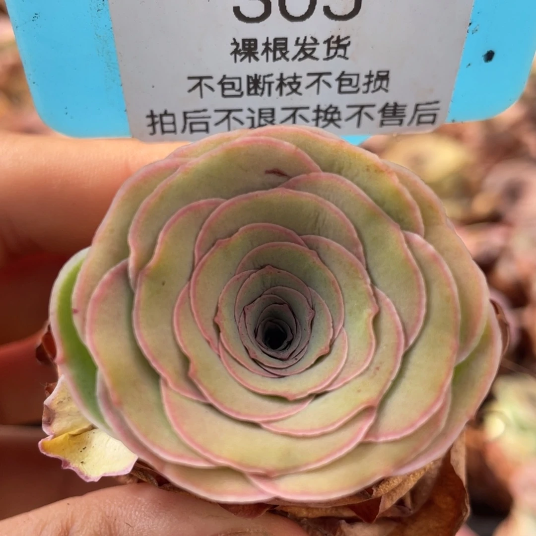 山地玫瑰305裸根发货不售后