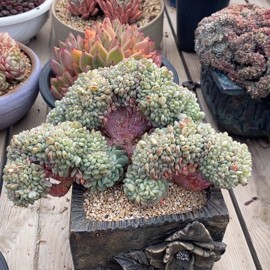 胖子缀化小树，1234567894