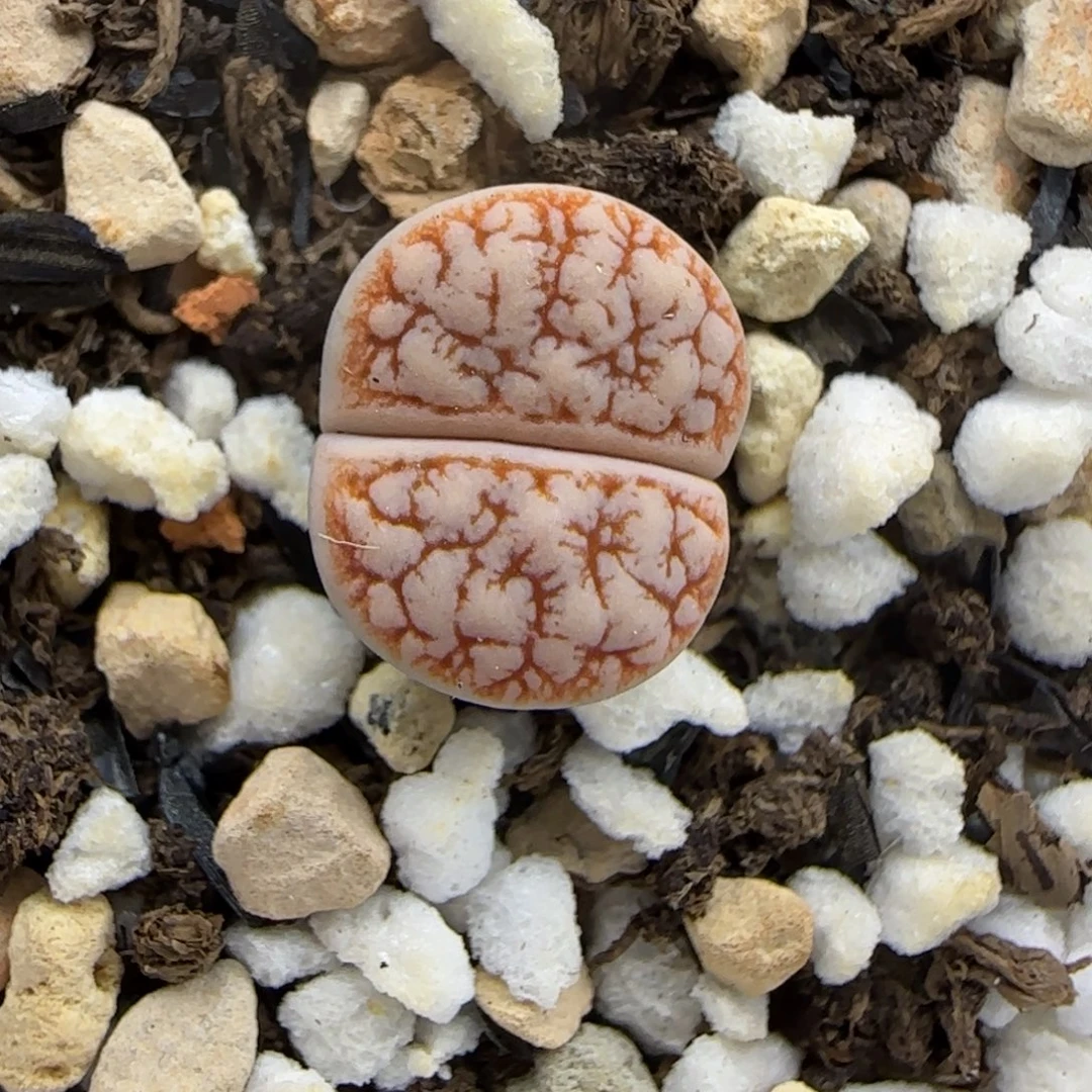 二蜕睫毛福利一颗30包邮
