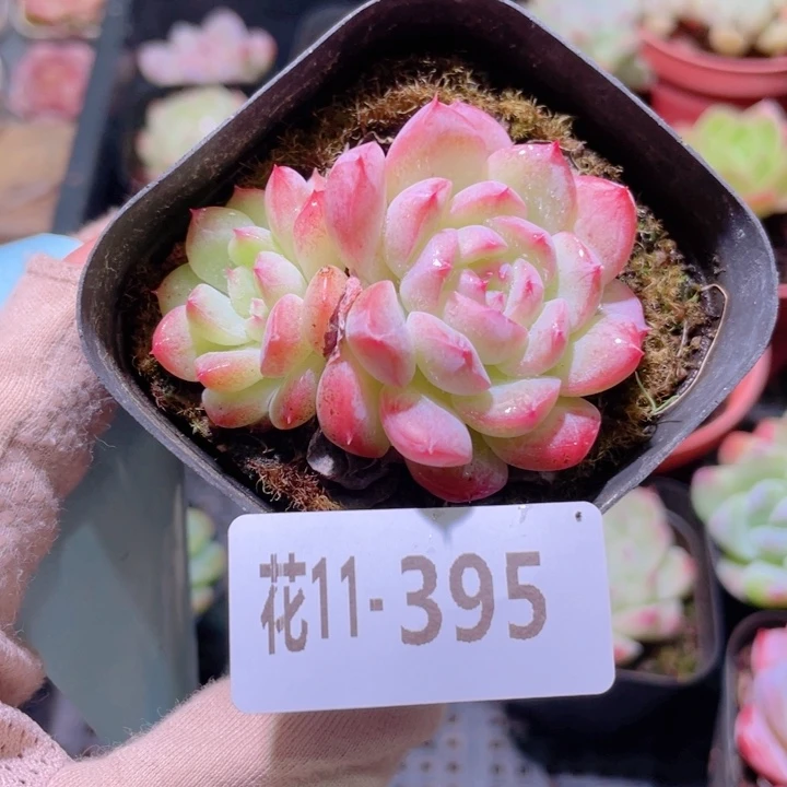 花利美11-395白桃汽水