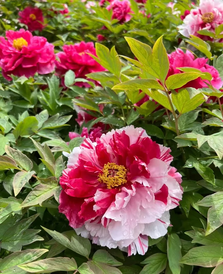 【岛锦】【花王】观赏牡丹(先发花肥生根剂秋季发苗)