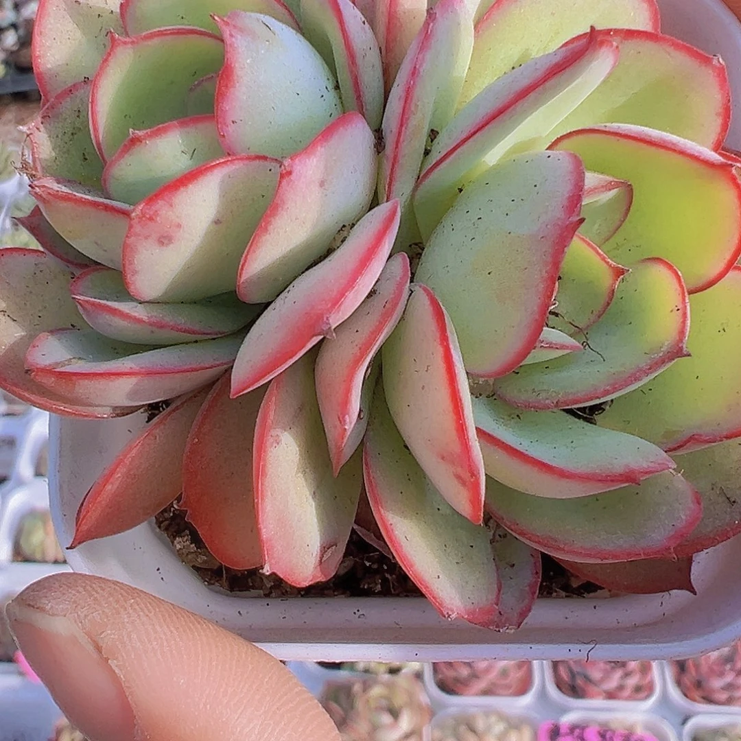双头牡丹亭19包邮多肉植物