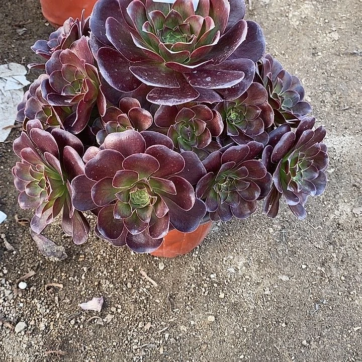 多肉植物魅金516多肉