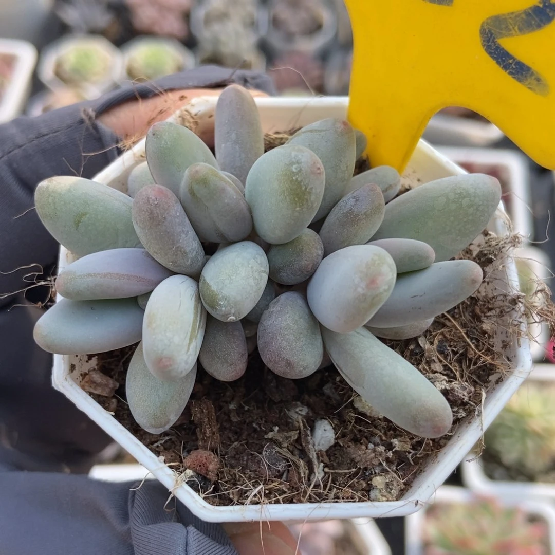 952白兰地多肉植物