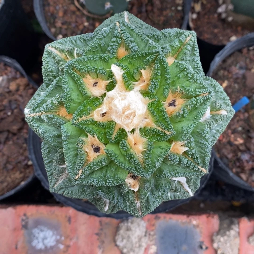 嫁接深V辛顿10.2cm