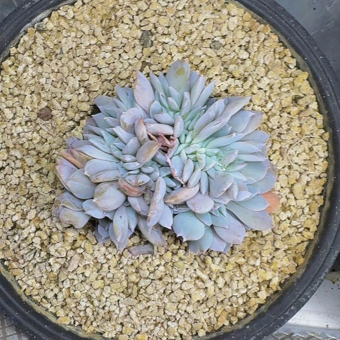 白茶 缀化 一物一拍