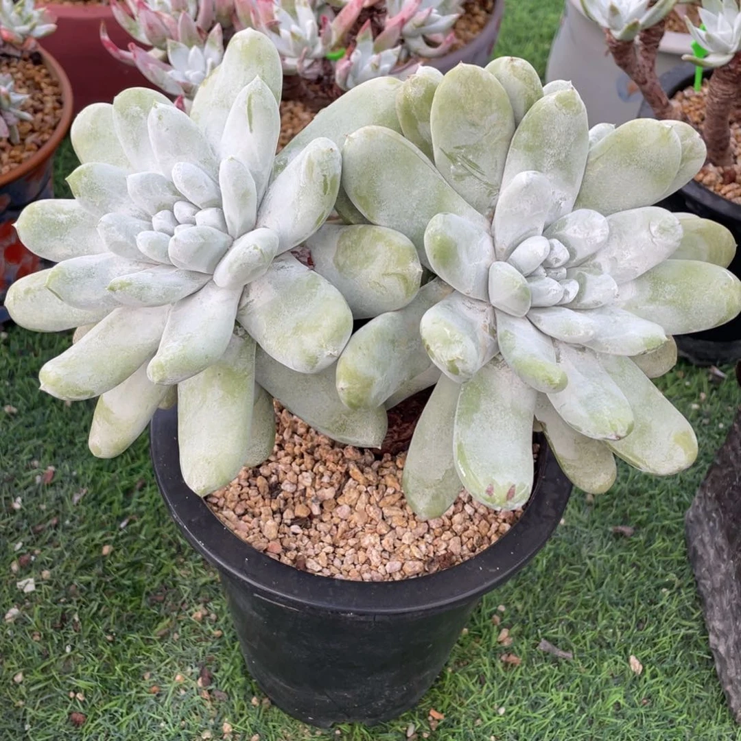 三分六大花朵拇指粗桩群生