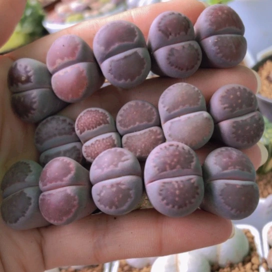 2690，1.7-2厘米如图15棵