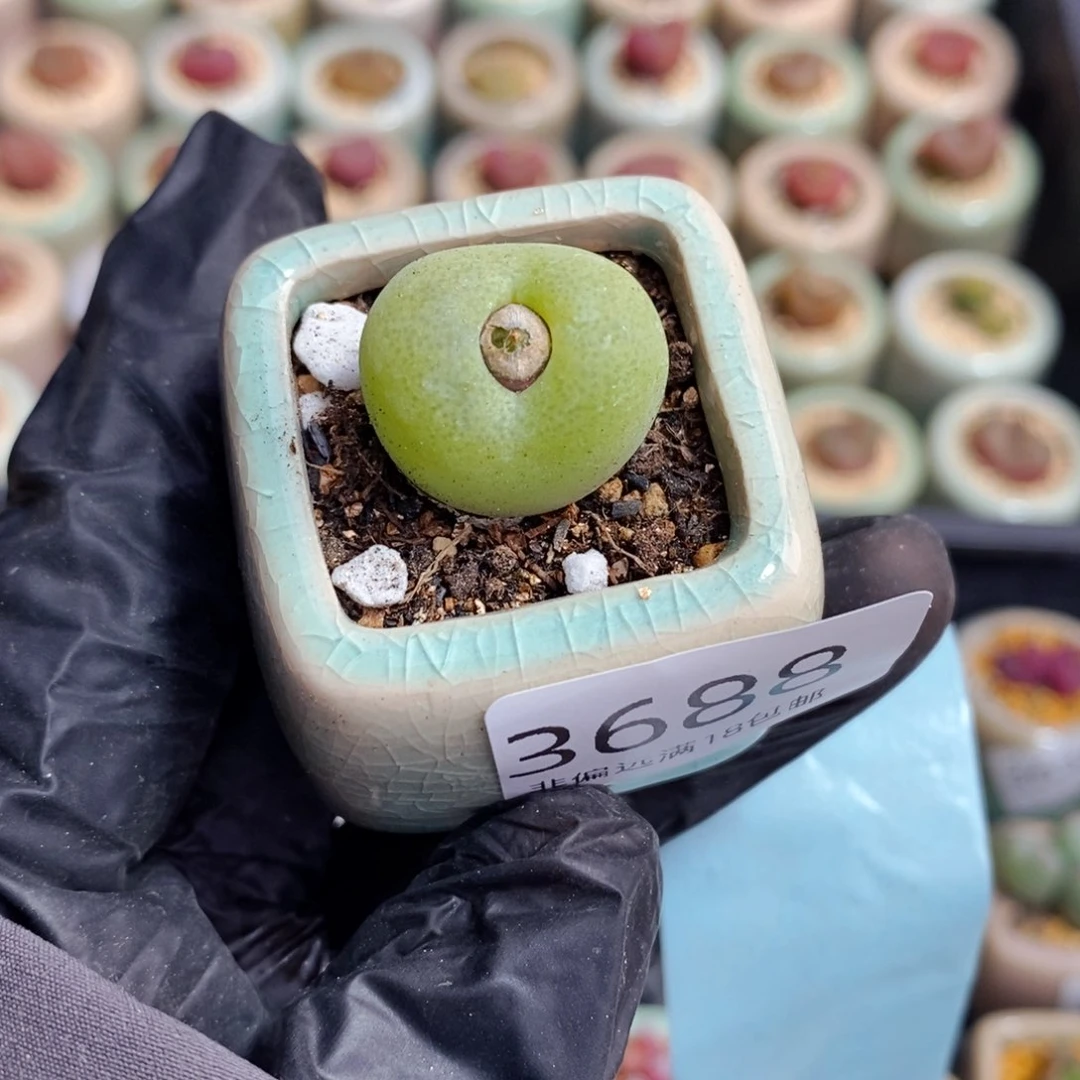 3688--一物一拍 带盆