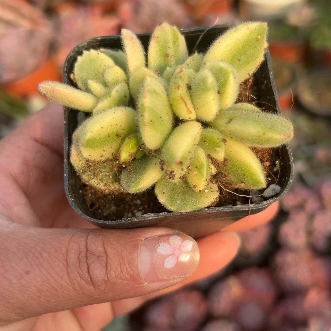 多肉植物白熊群生