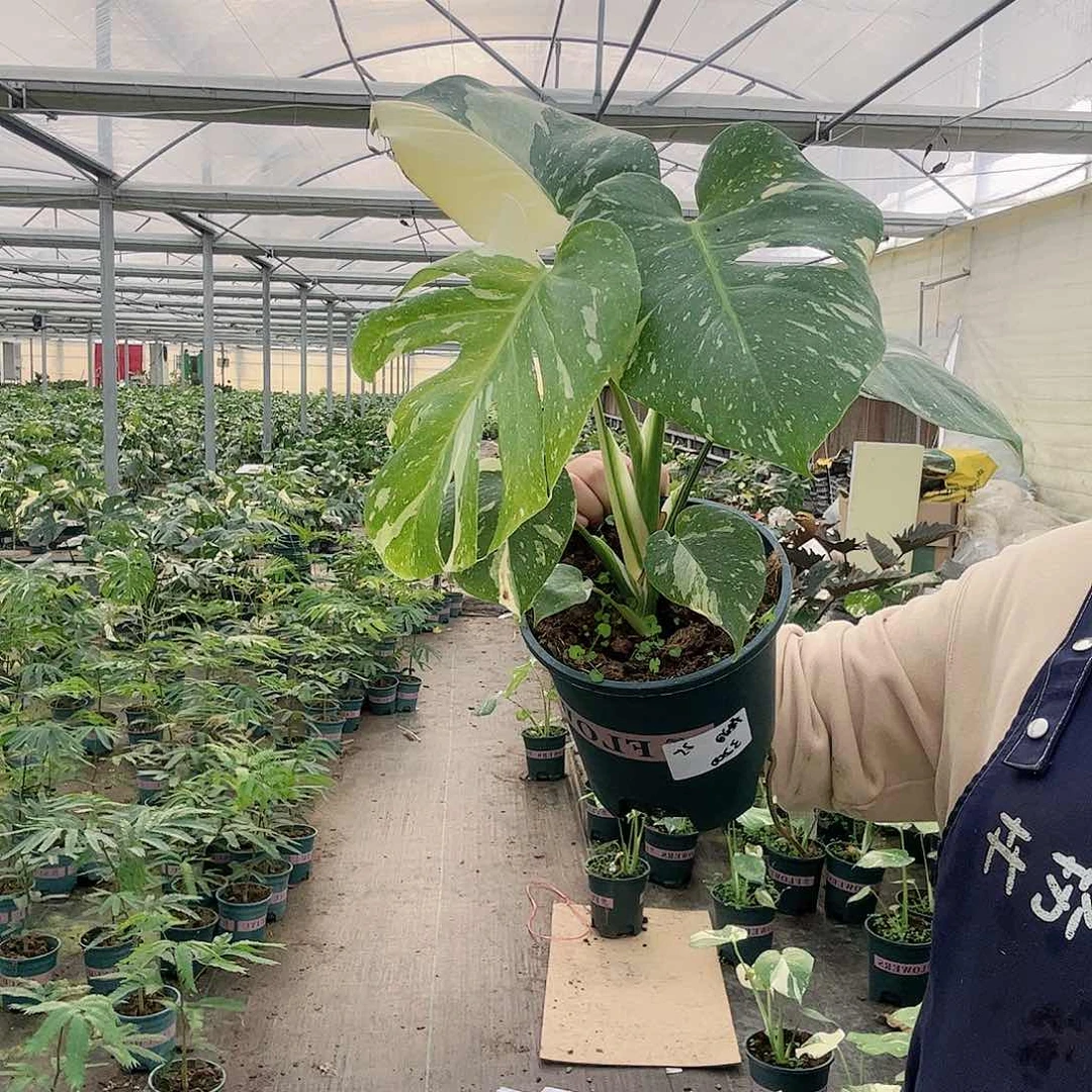 完全开放低**啡洒金龟背竹