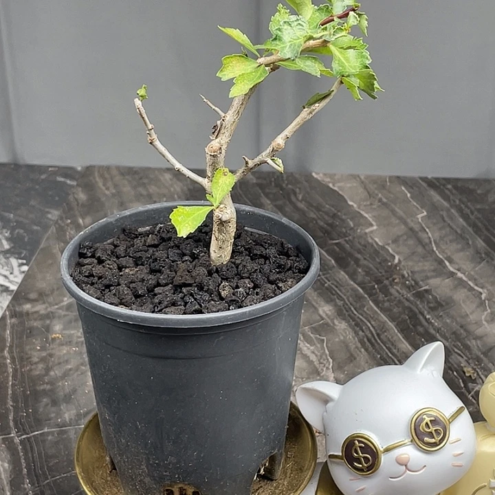 怀特没药橄榄新品体验