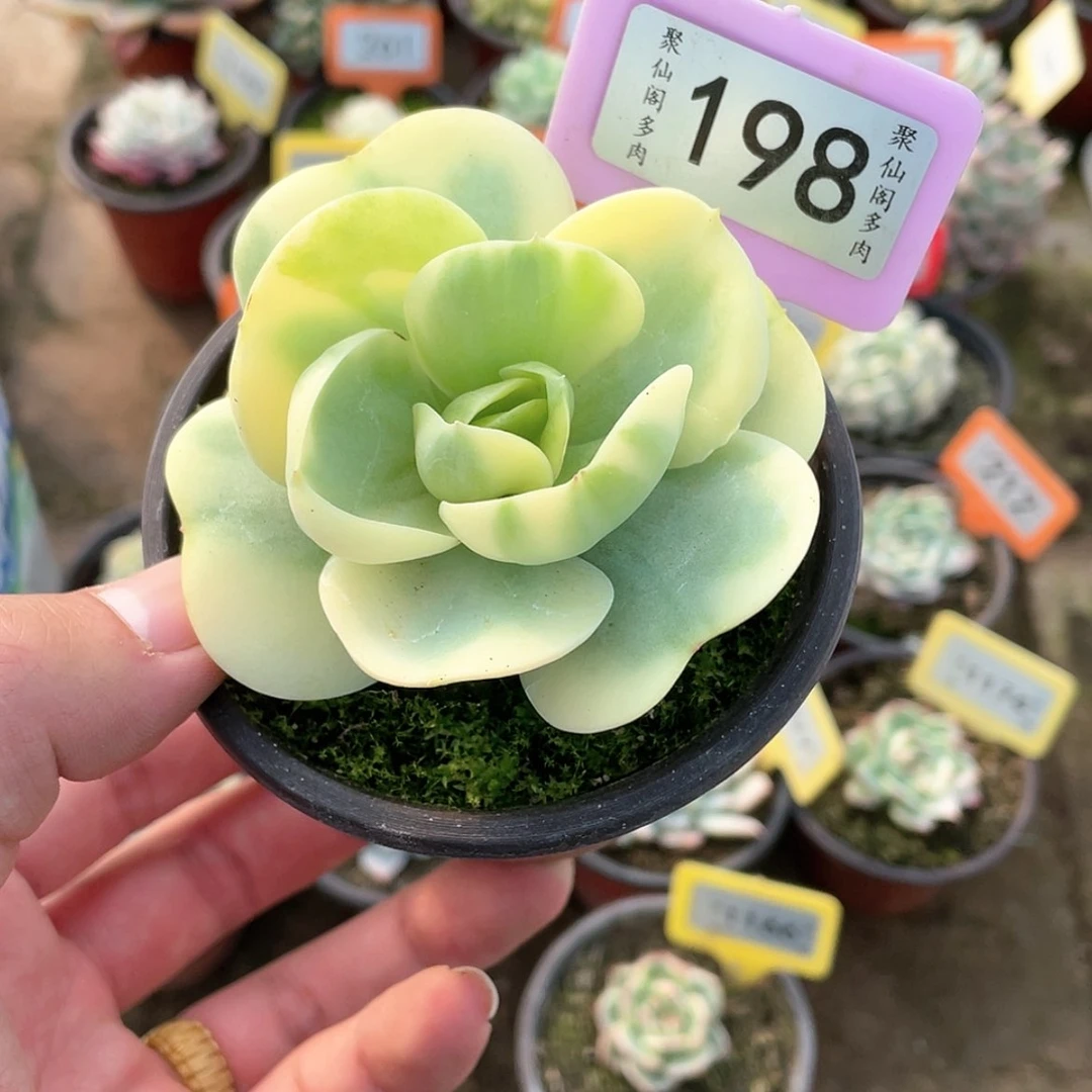 【闪购商品】198号