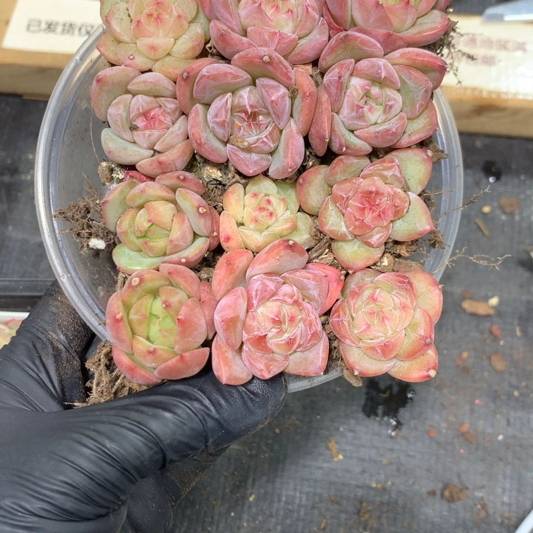 量拍珍妮切糕保12颗