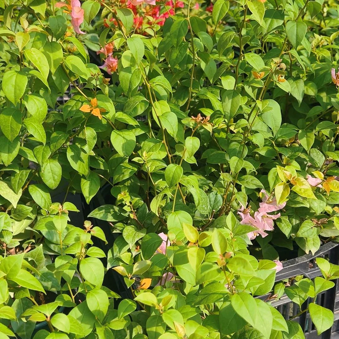 当前无花栽培后可以开花金发女郎掌中宝一棵