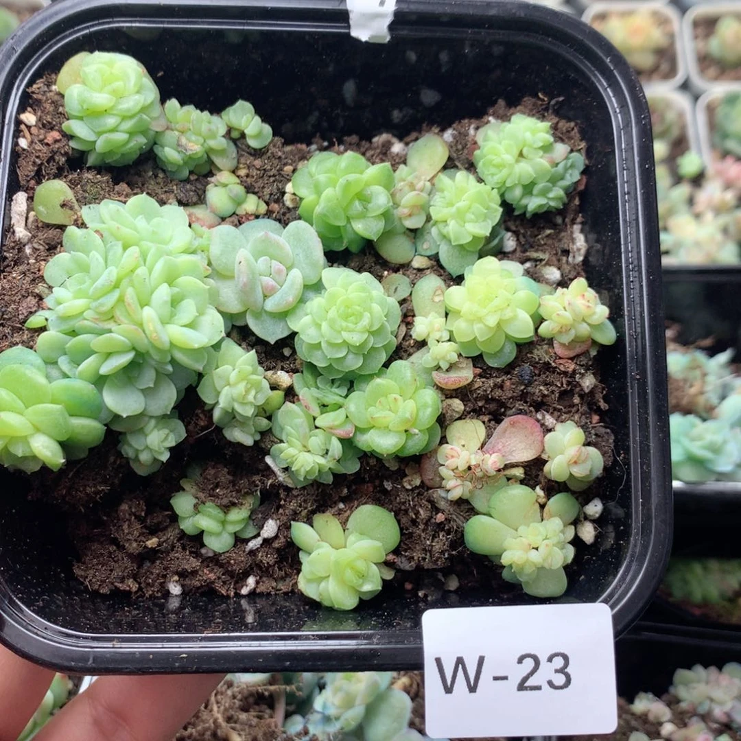 无花朵W23英语英语